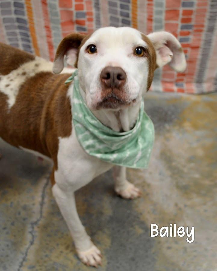 Enlarge Bailey, a Adoptable Pit Bull Terrier in Gautier, MS image 2/2