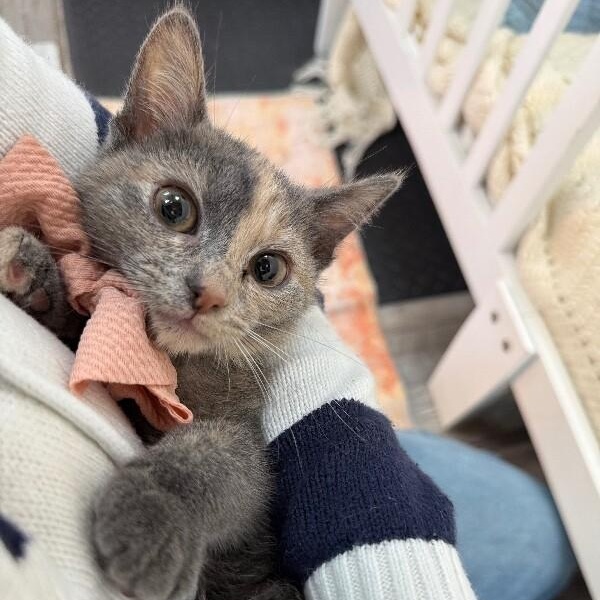 Mantis Guardians — thumbnail 3