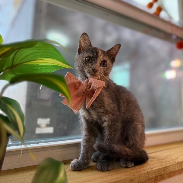 Mantis Guardians — thumbnail 4