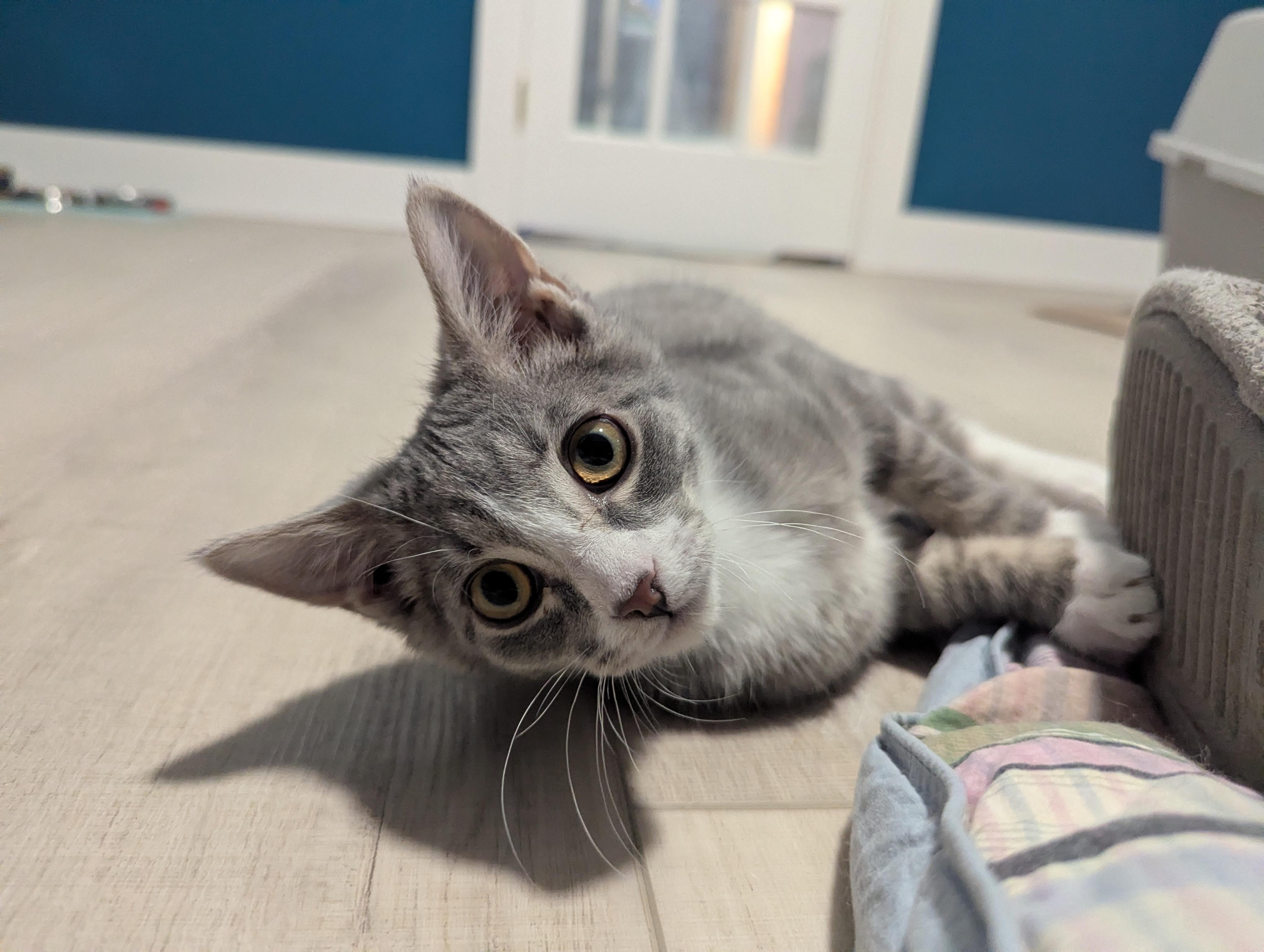 Charlie Brown, Adoptable, Kitten Male Domestic Short Hair.