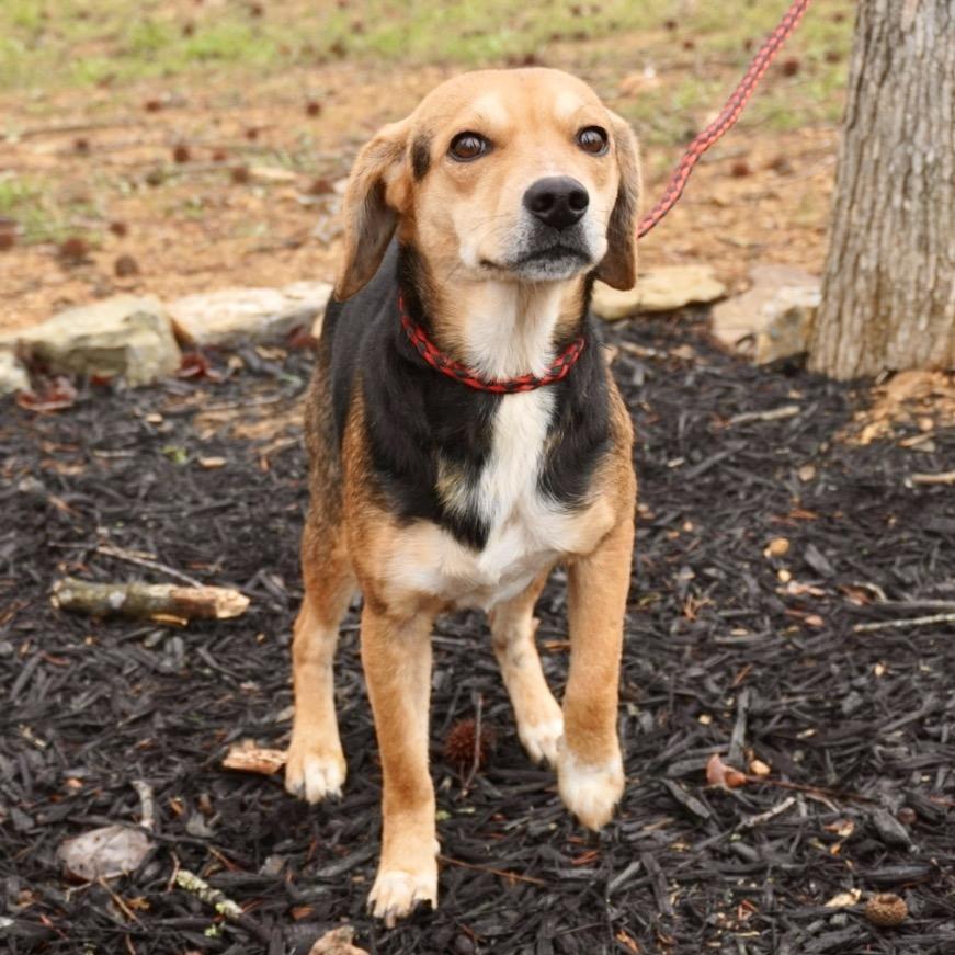 Ollie — thumbnail 2