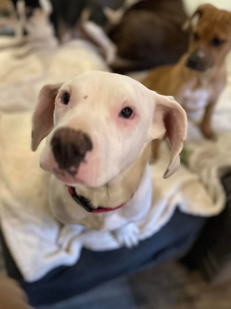 Sugar, a Adoptable mixed breed in Willits , CA image 6/6