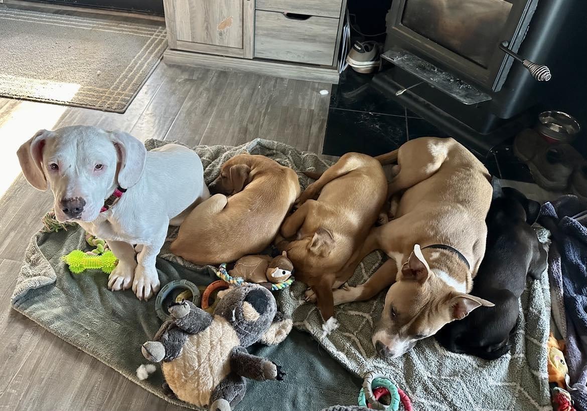 Sugar, a Adoptable mixed breed in Willits , CA image 2/6