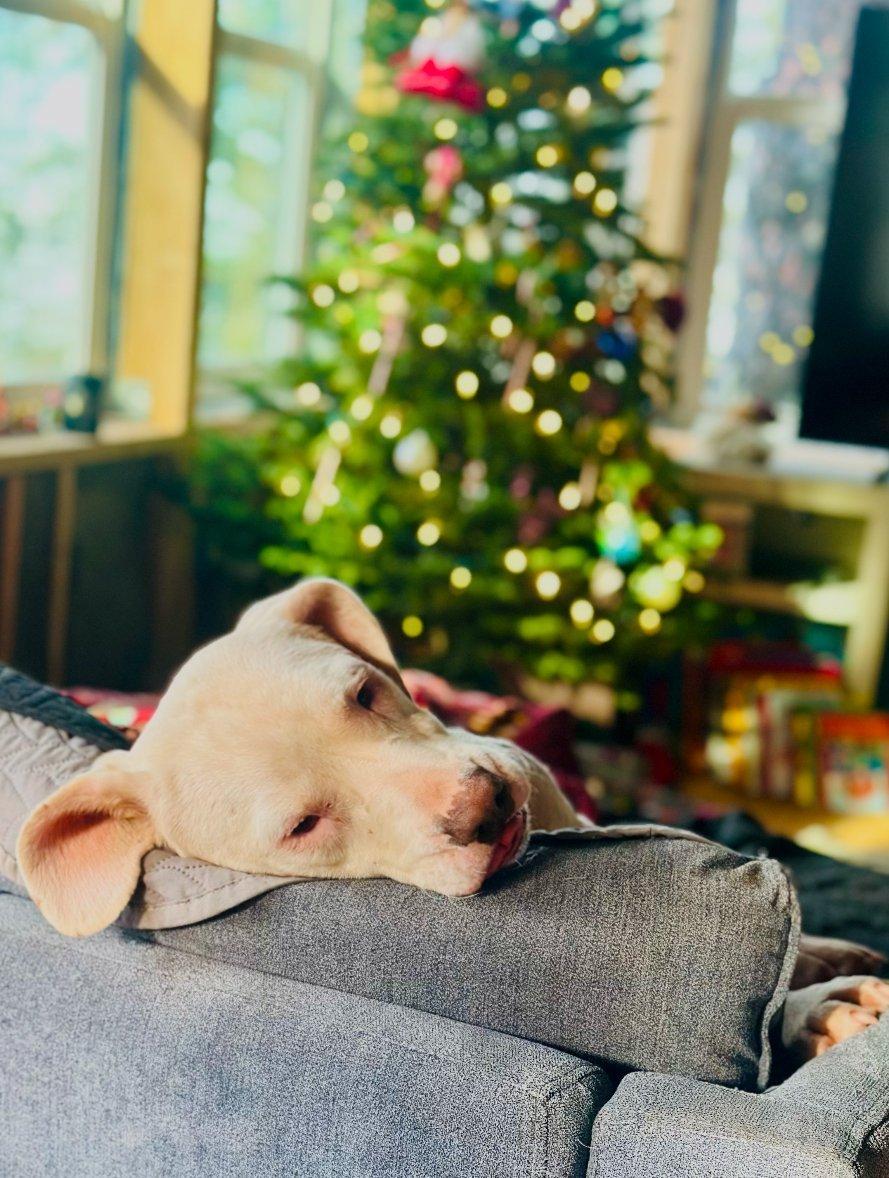 Sugar, a Adoptable mixed breed in Willits , CA image 3/6