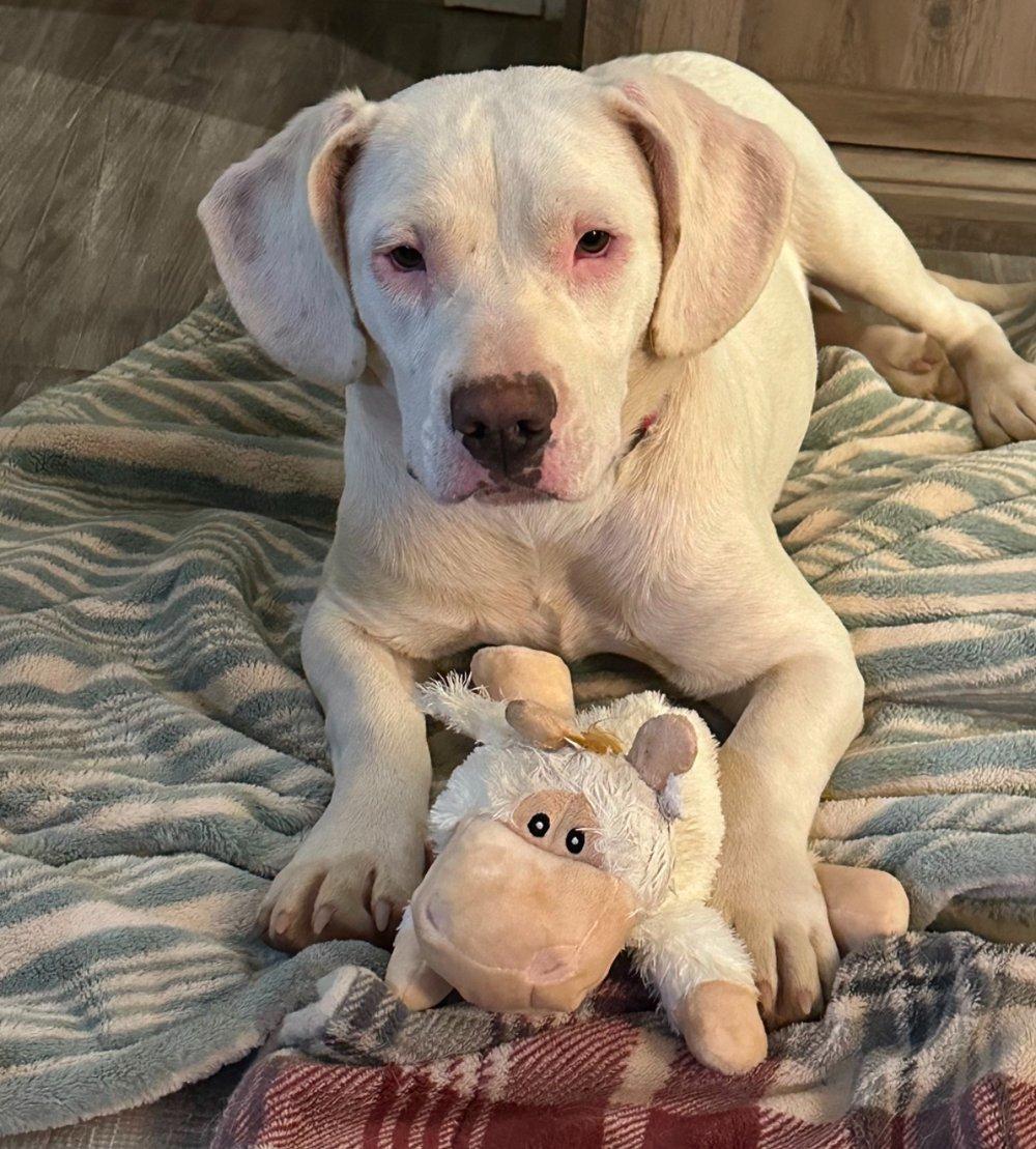 Sugar, a Adoptable mixed breed in Willits , CA image 4/6