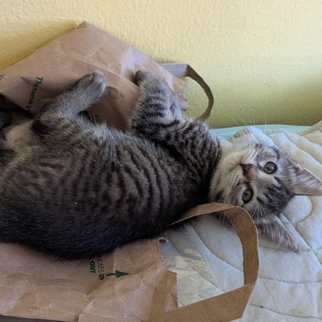 Cookie, Adoptable, Kitten Female Domestic Short Hair.