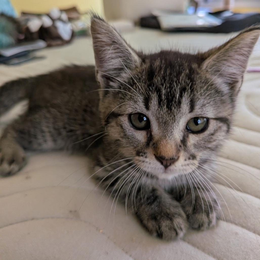 Cookie, a Adoptable Domestic Short Hair in Cathlamet, WA image 2/5