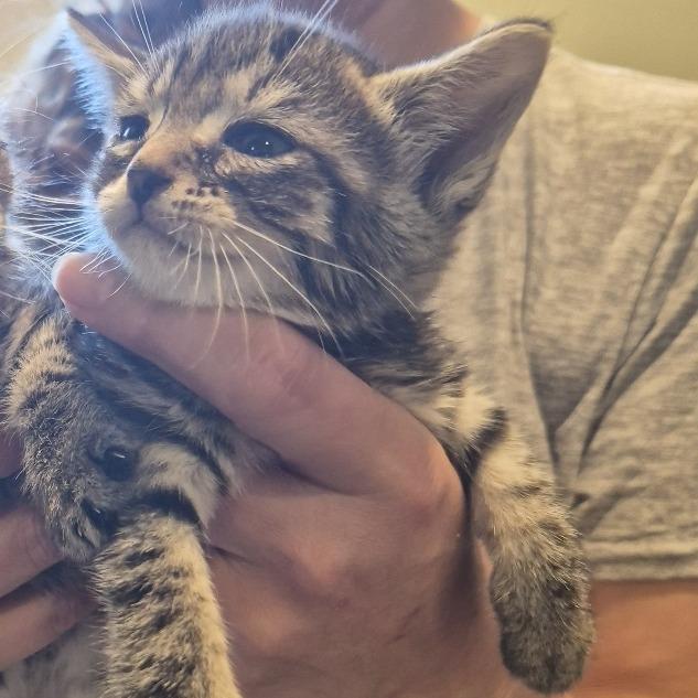 Cookie, a Adoptable Domestic Short Hair in Cathlamet, WA image 3/5
