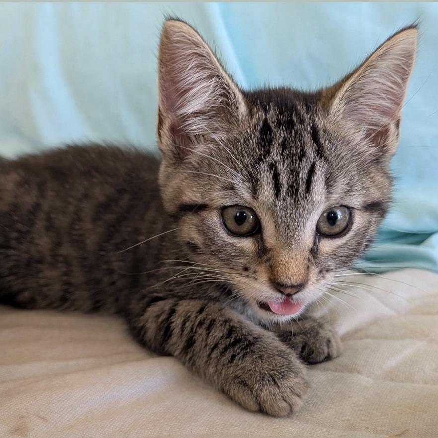 Cookie, a Adoptable Domestic Short Hair in Cathlamet, WA image 4/5