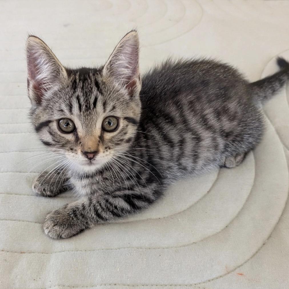 Cookie, a Adoptable Domestic Short Hair in Cathlamet, WA image 5/5