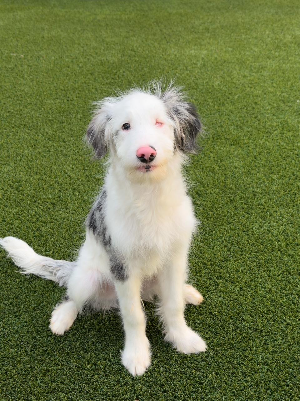 Wink, ADOPTABLE, Puppy Male Australian Shepherd.
