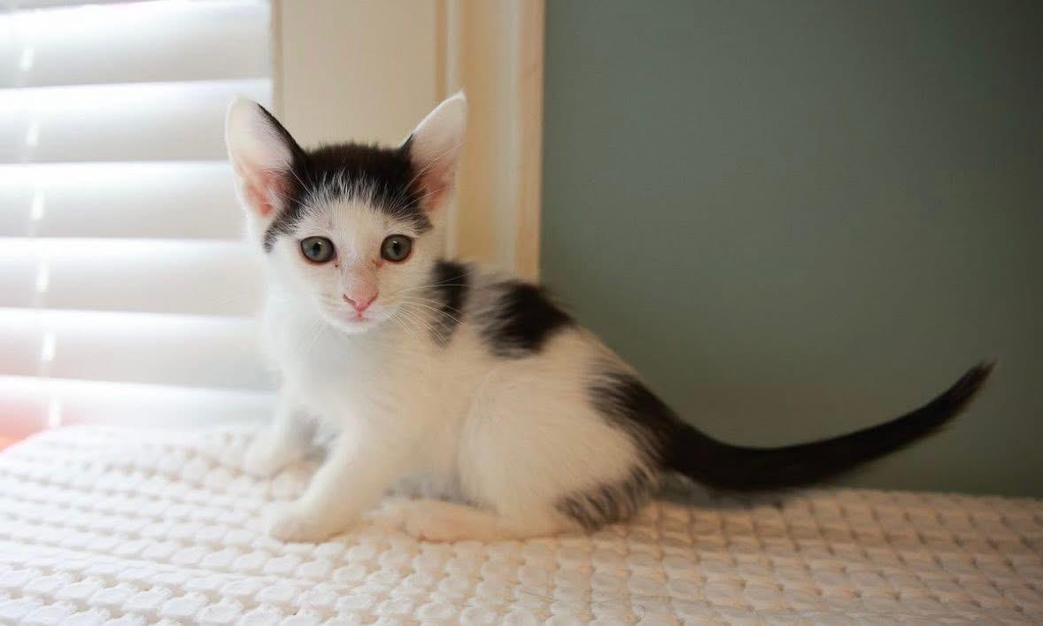 Enlarge Chanel, a ADOPTABLE Domestic Short Hair in Loogootee, IN image 1/1