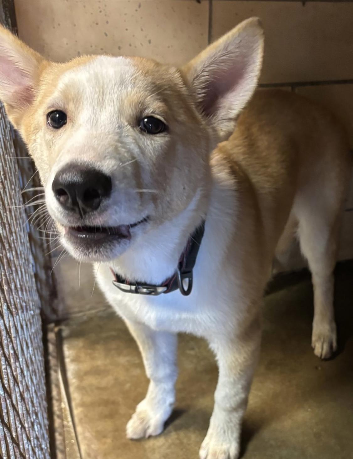 Dom ADOPTED 2