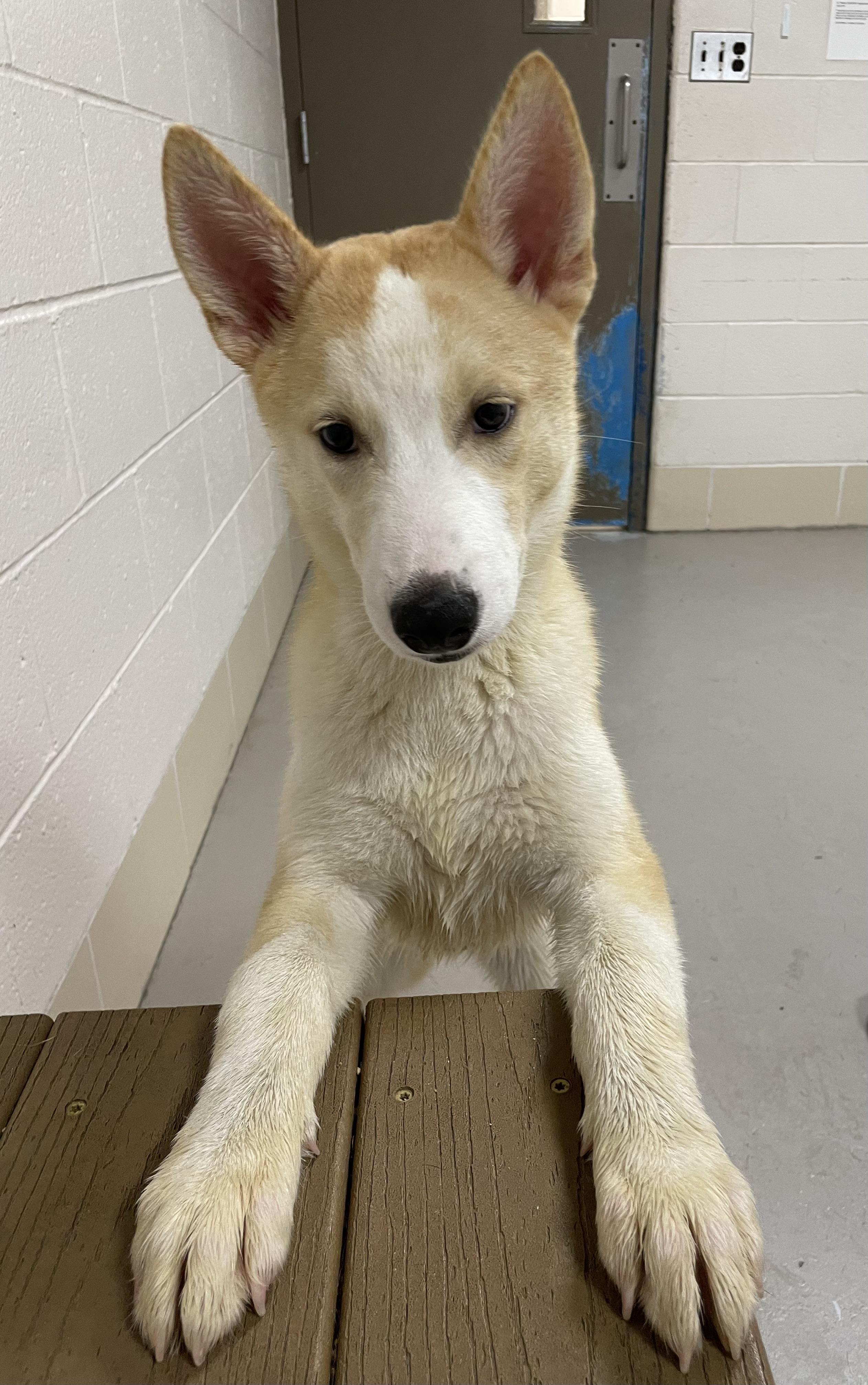 Dom ADOPTED 4