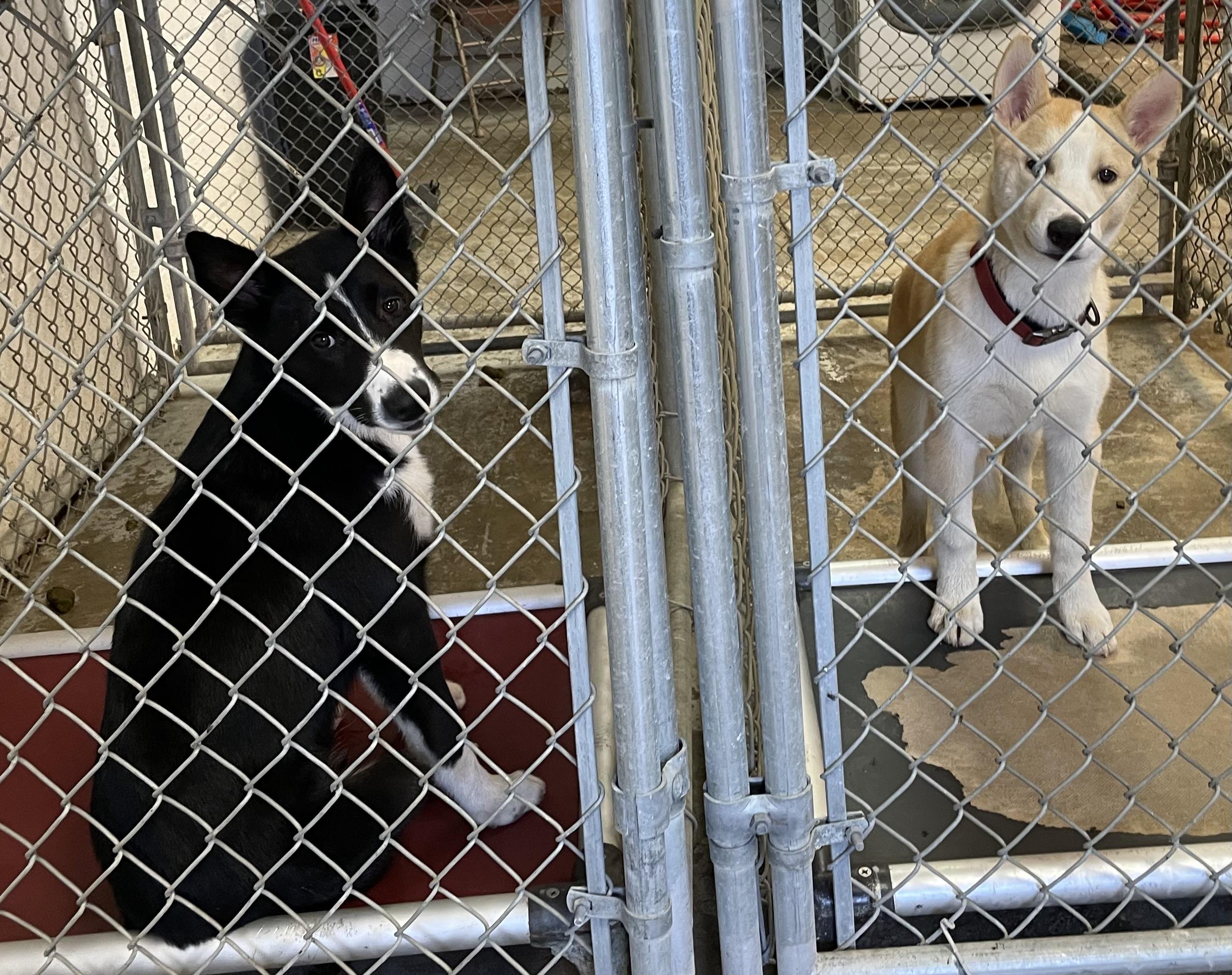 Dom ADOPTED 5