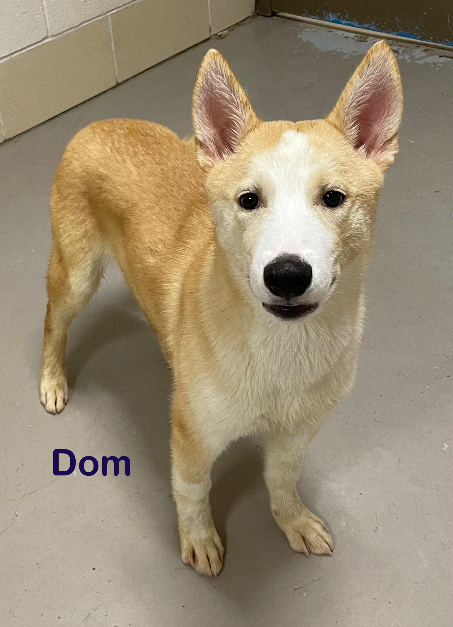 Dom ADOPTED
