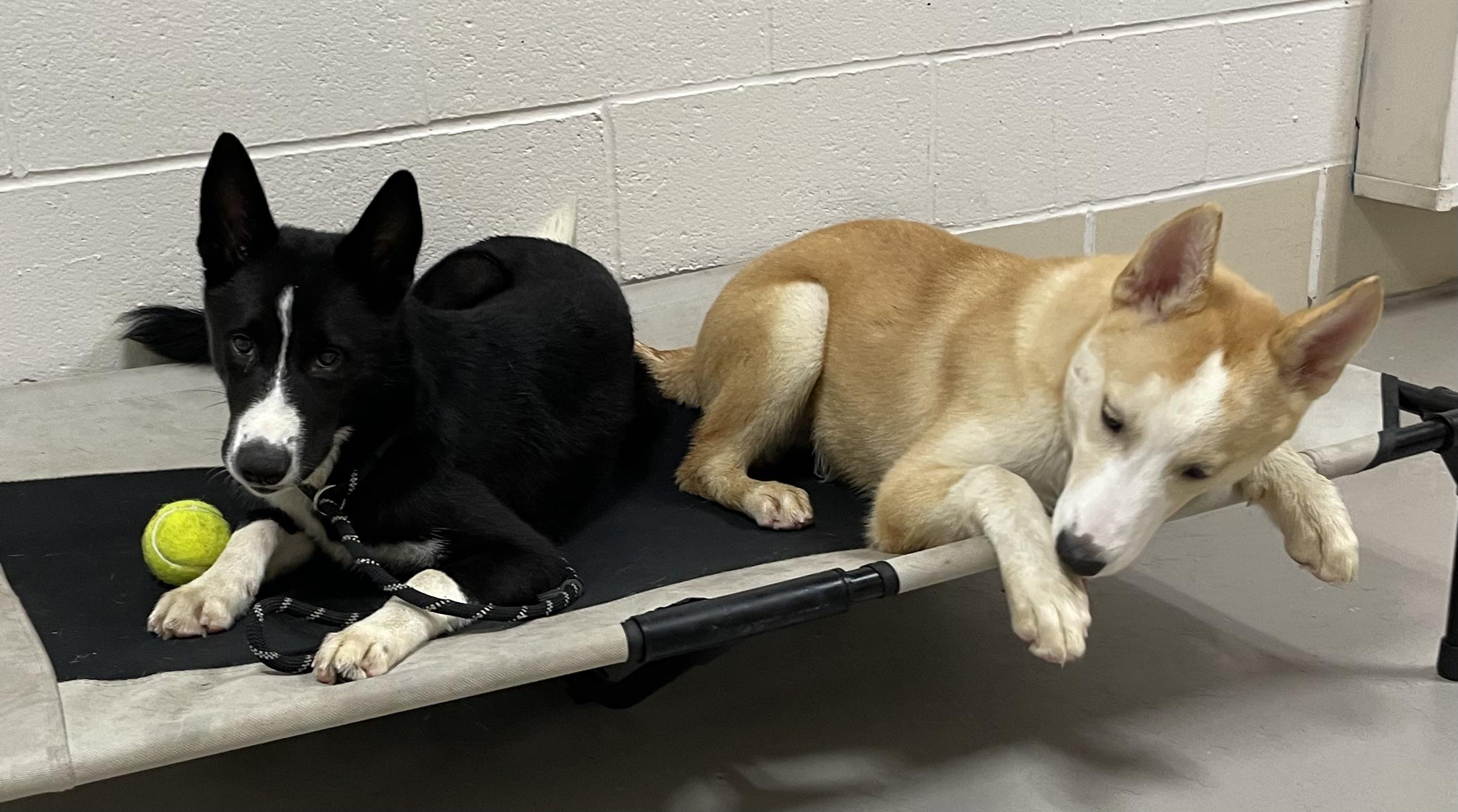 Dom ADOPTED 3