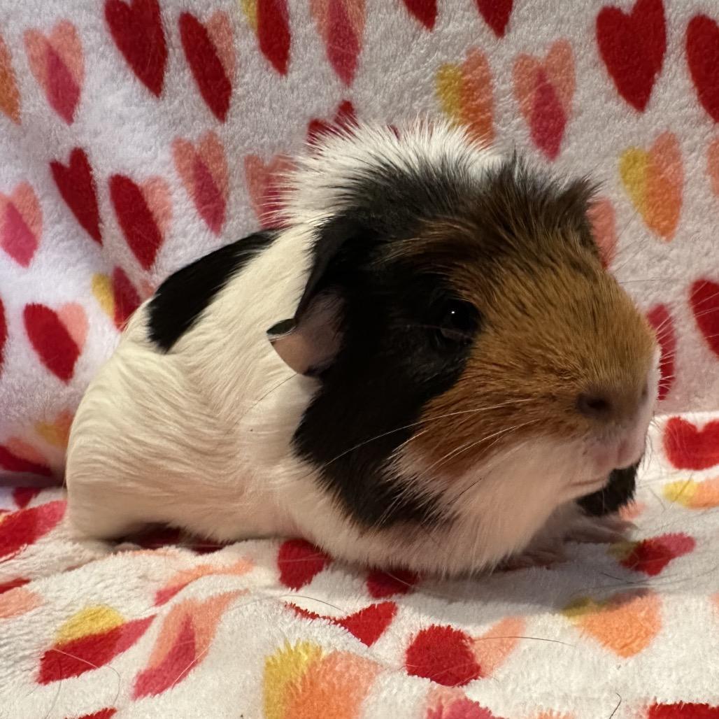 Alexander, Adoptable, Young Male Guinea Pig.
