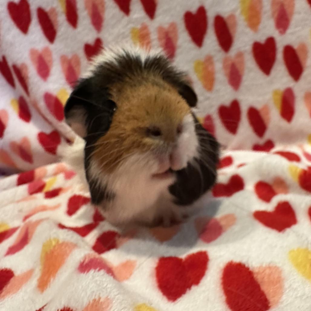 Alexander, a Adoptable Guinea Pig in Decatur, GA image 2/4