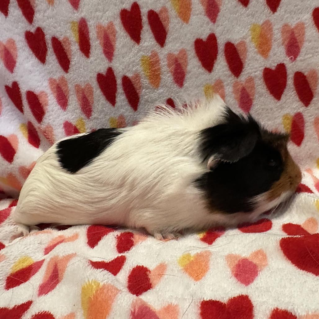 Alexander, a Adoptable Guinea Pig in Decatur, GA image 3/4