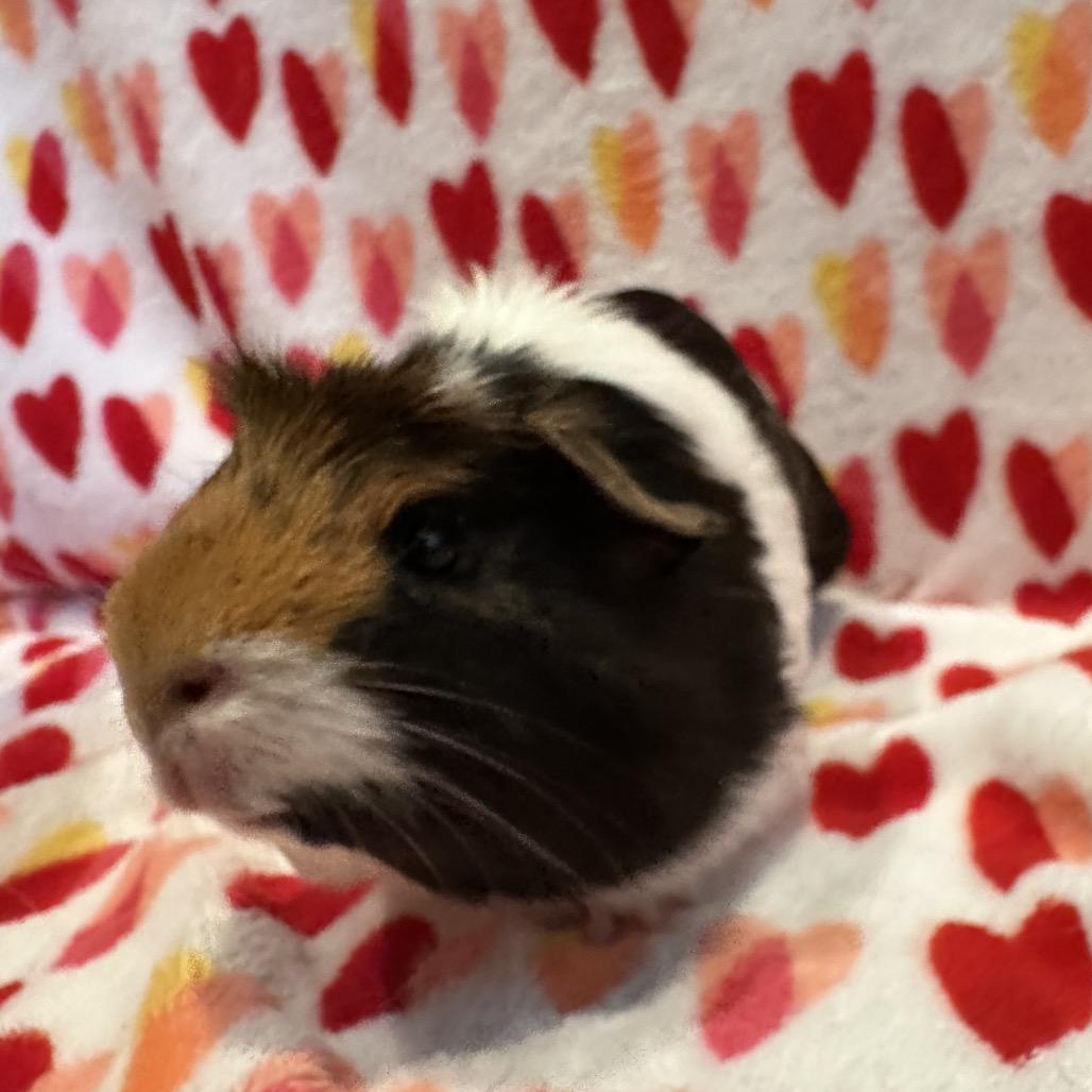 Alexander, a Adoptable Guinea Pig in Decatur, GA image 4/4