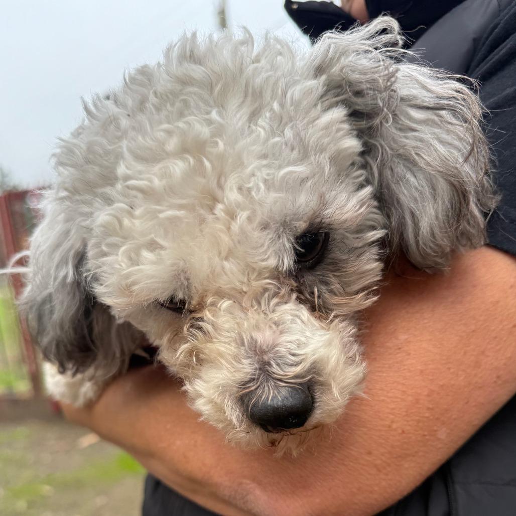 Poncho, a Adoptable Poodle in Sonoma, CA image 2/2