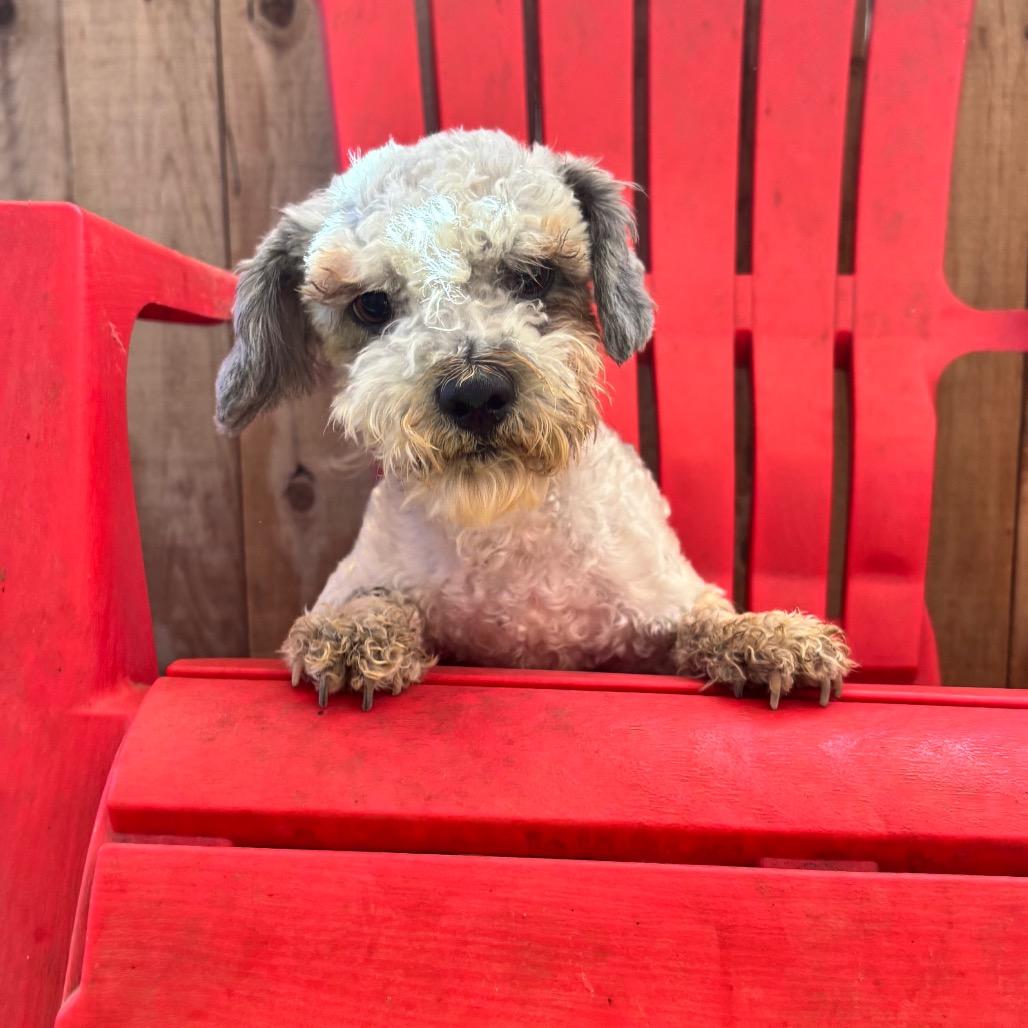 Enlarge Poncho, a Adoptable Poodle in Sonoma, CA image 2/4