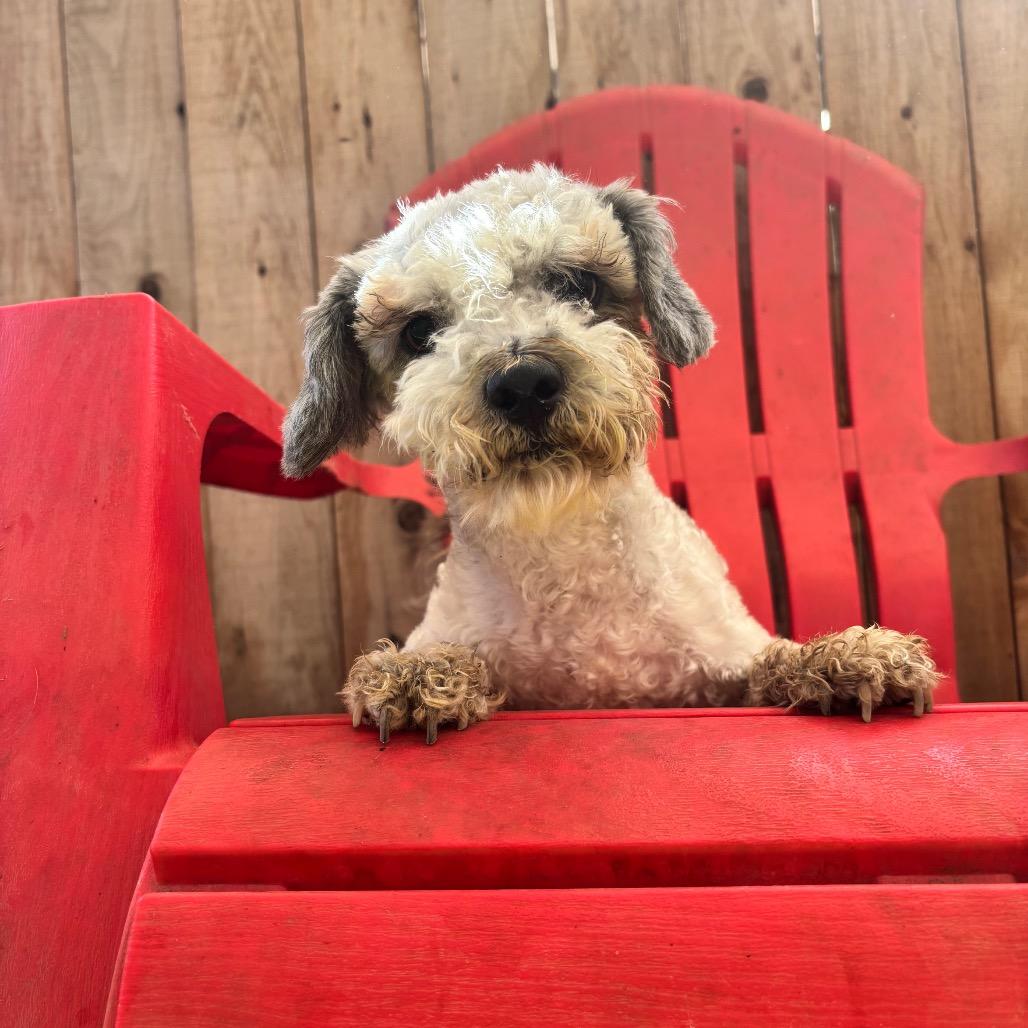 Enlarge Poncho, a Adoptable Poodle in Sonoma, CA image 3/4