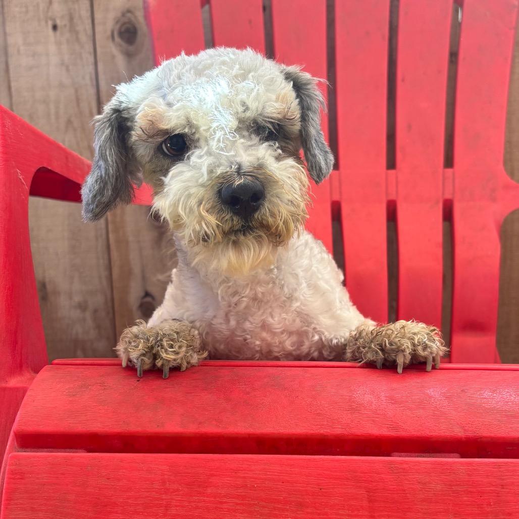 Enlarge Poncho, a Adoptable Poodle in Sonoma, CA image 4/4