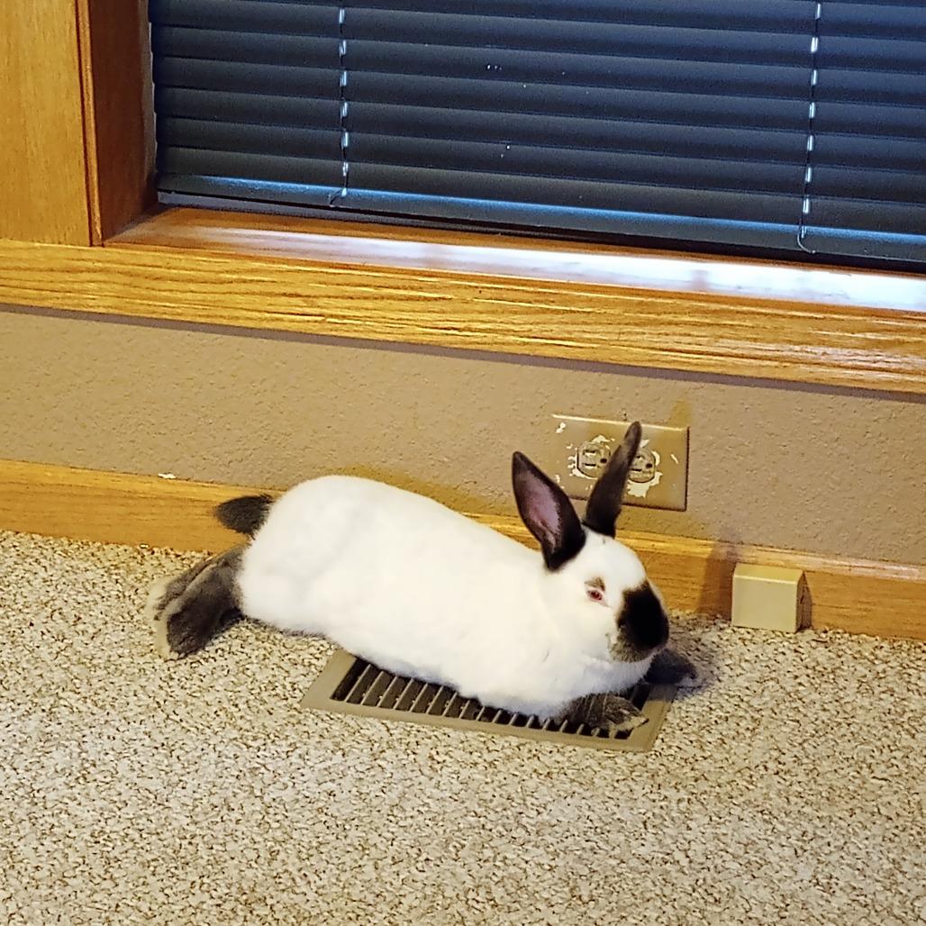 Everest, a Adoptable Californian in Waukesha, WI image 1/4