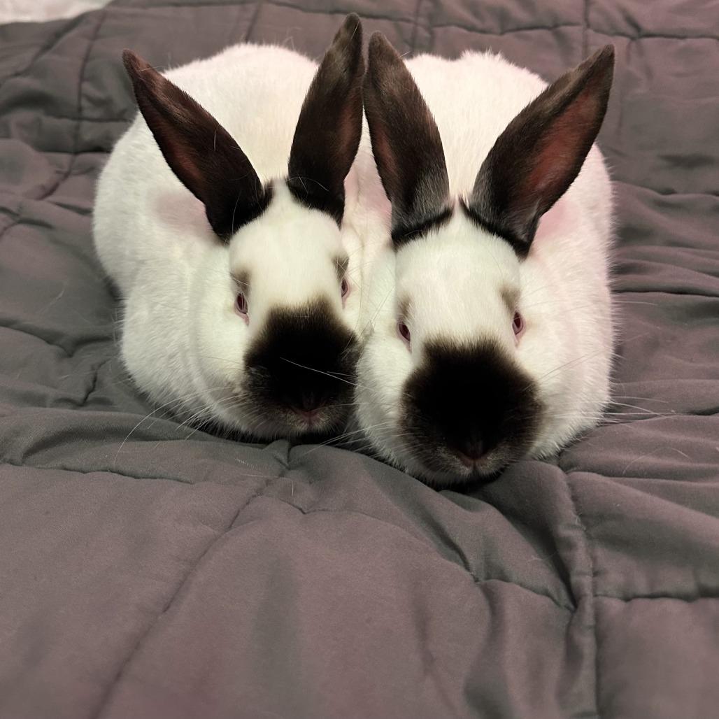 Everest, a Adoptable Californian in Waukesha, WI image 2/4