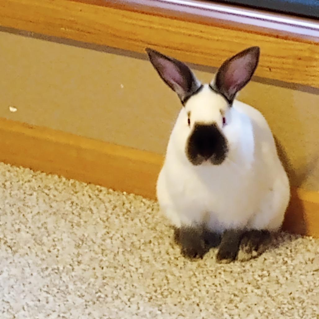 Everest, a Adoptable Californian in Waukesha, WI image 3/4