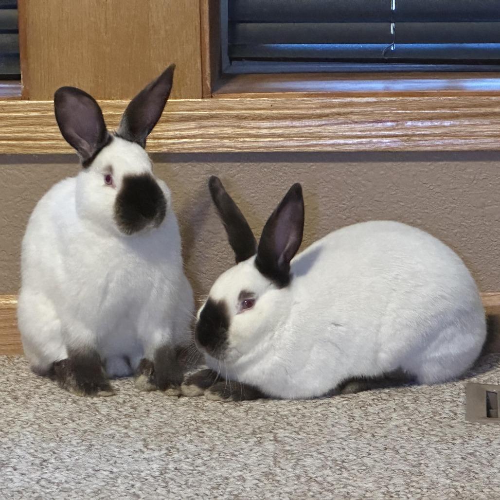 Everest, a Adoptable Californian in Waukesha, WI image 4/4