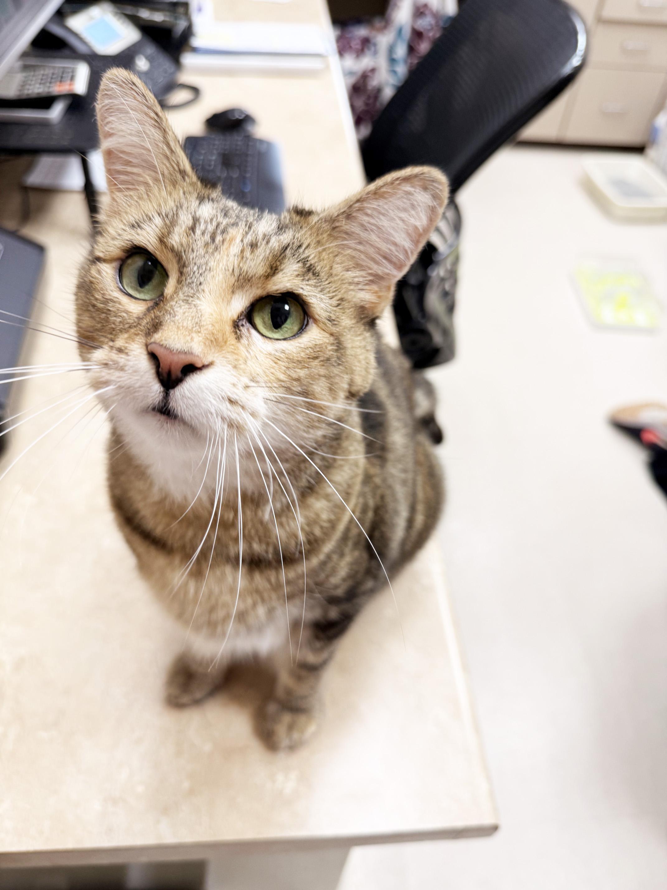Enlarge Maddie - friendly adorable tabico girl, a Adoptable Tabby in Neenah, WI image 4/5