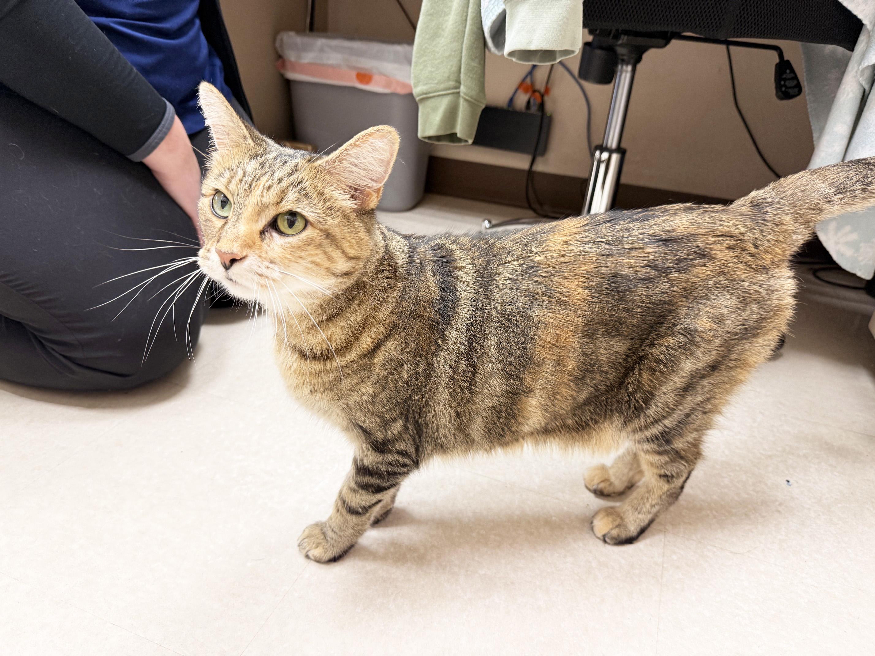 Enlarge Maddie - friendly adorable tabico girl, a Adoptable Tabby in Neenah, WI image 3/5