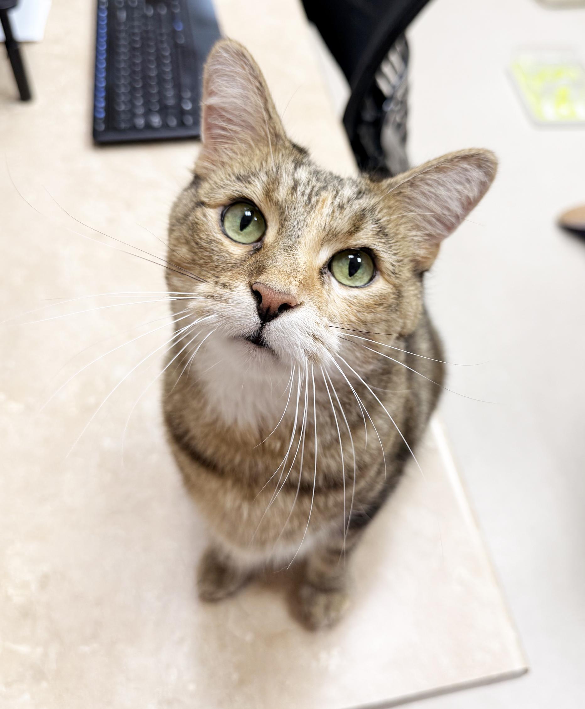 Maddie - friendly adorable tabico girl, Adoptable, Adult Female Tabby.