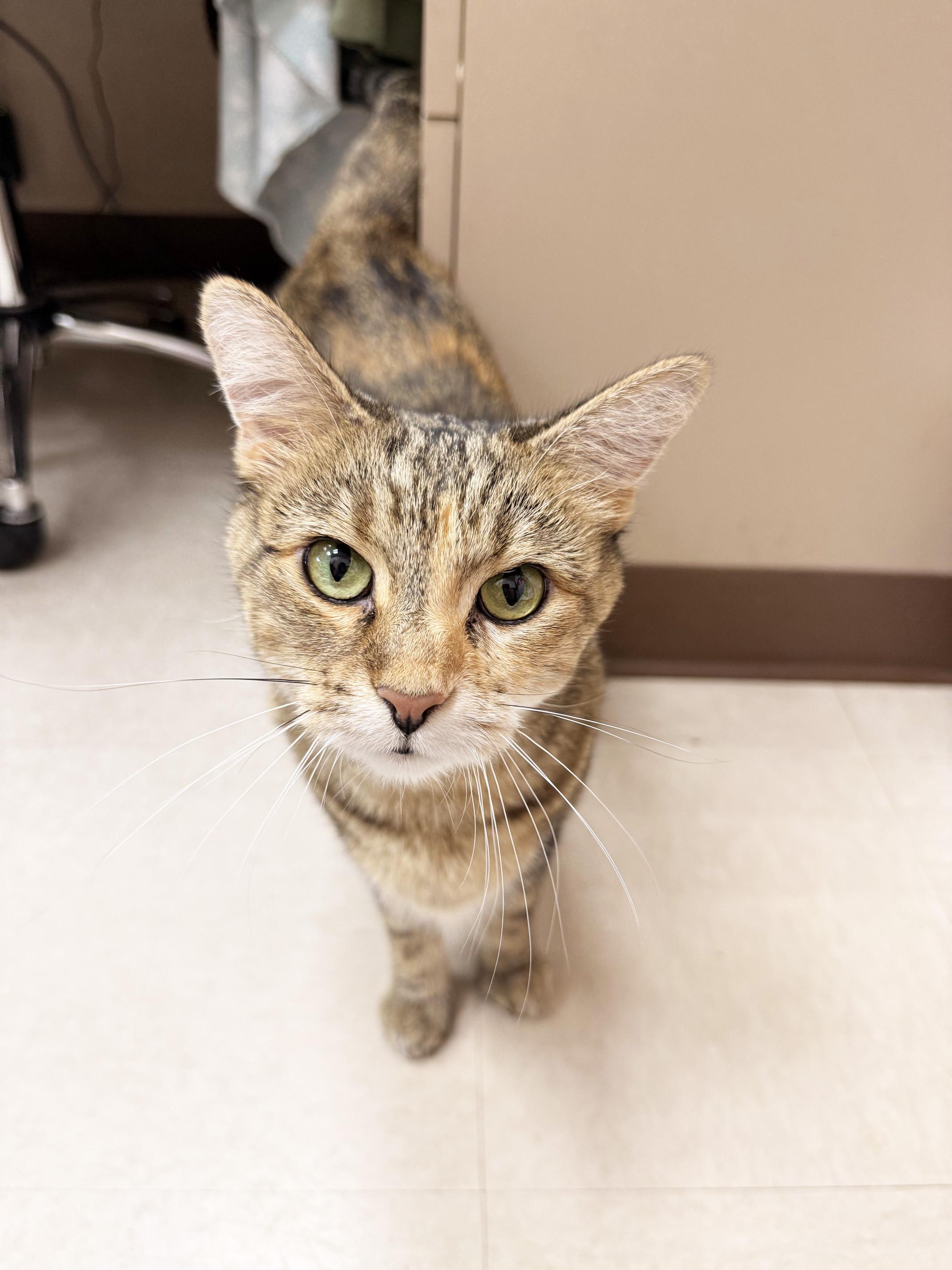 Enlarge Maddie - friendly adorable tabico girl, a Adoptable Tabby in Neenah, WI image 2/5