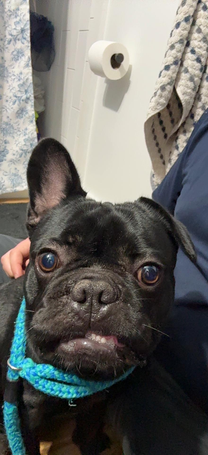 Kenny, ADOPTABLE, Young Male French Bulldog.
