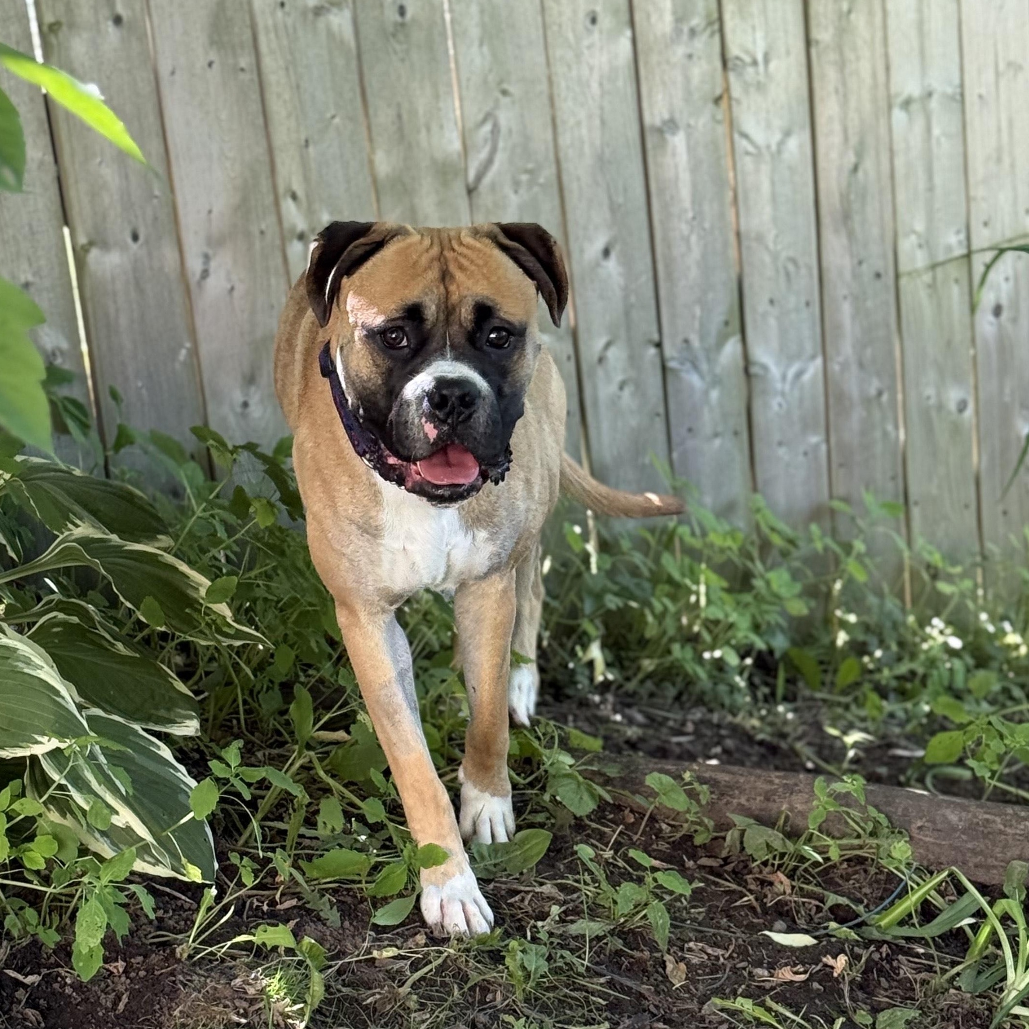 Simba $99 ADOPTION FEE