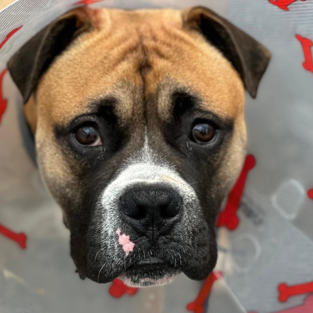 Simba $99 ADOPTION FEE