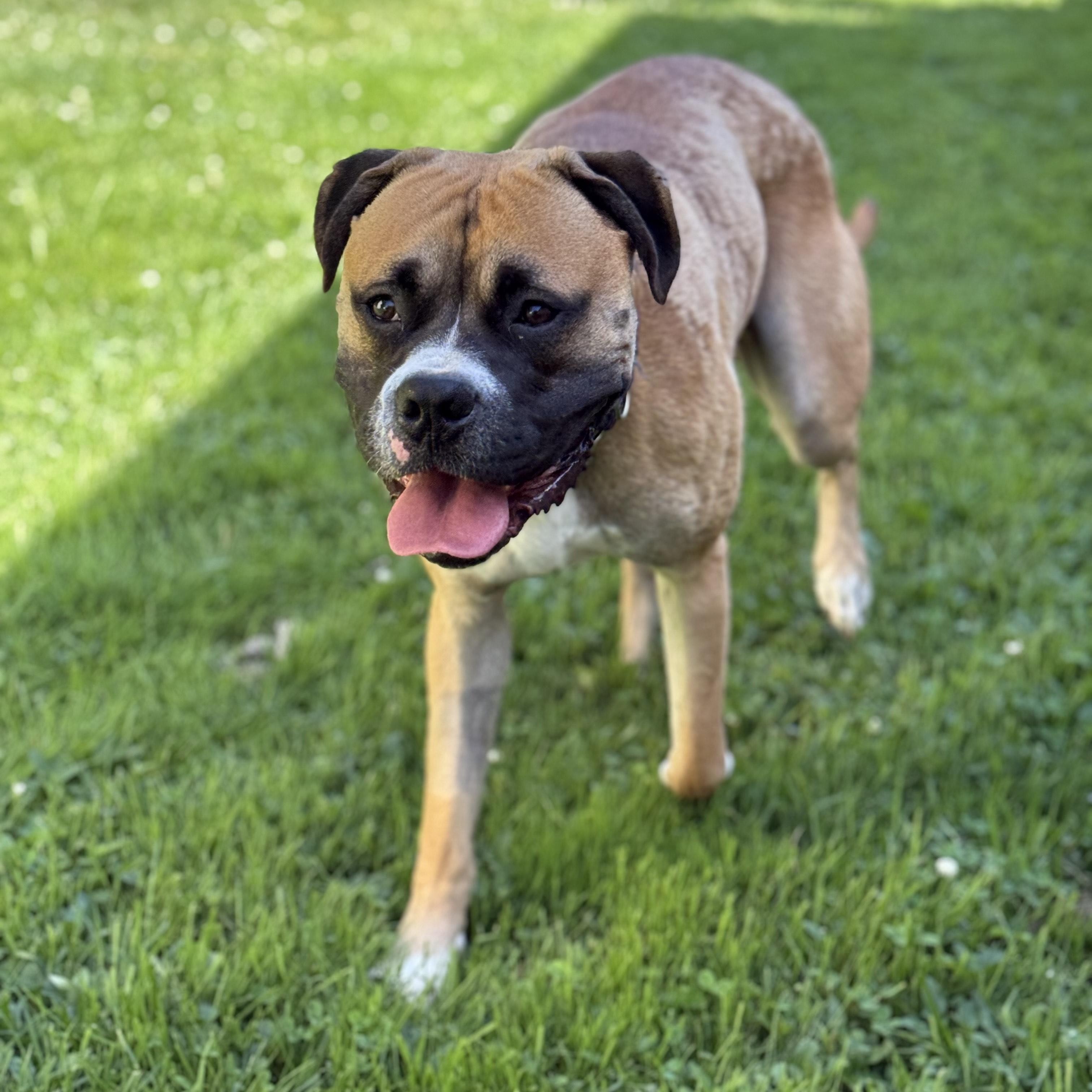 Simba $99 ADOPTION FEE