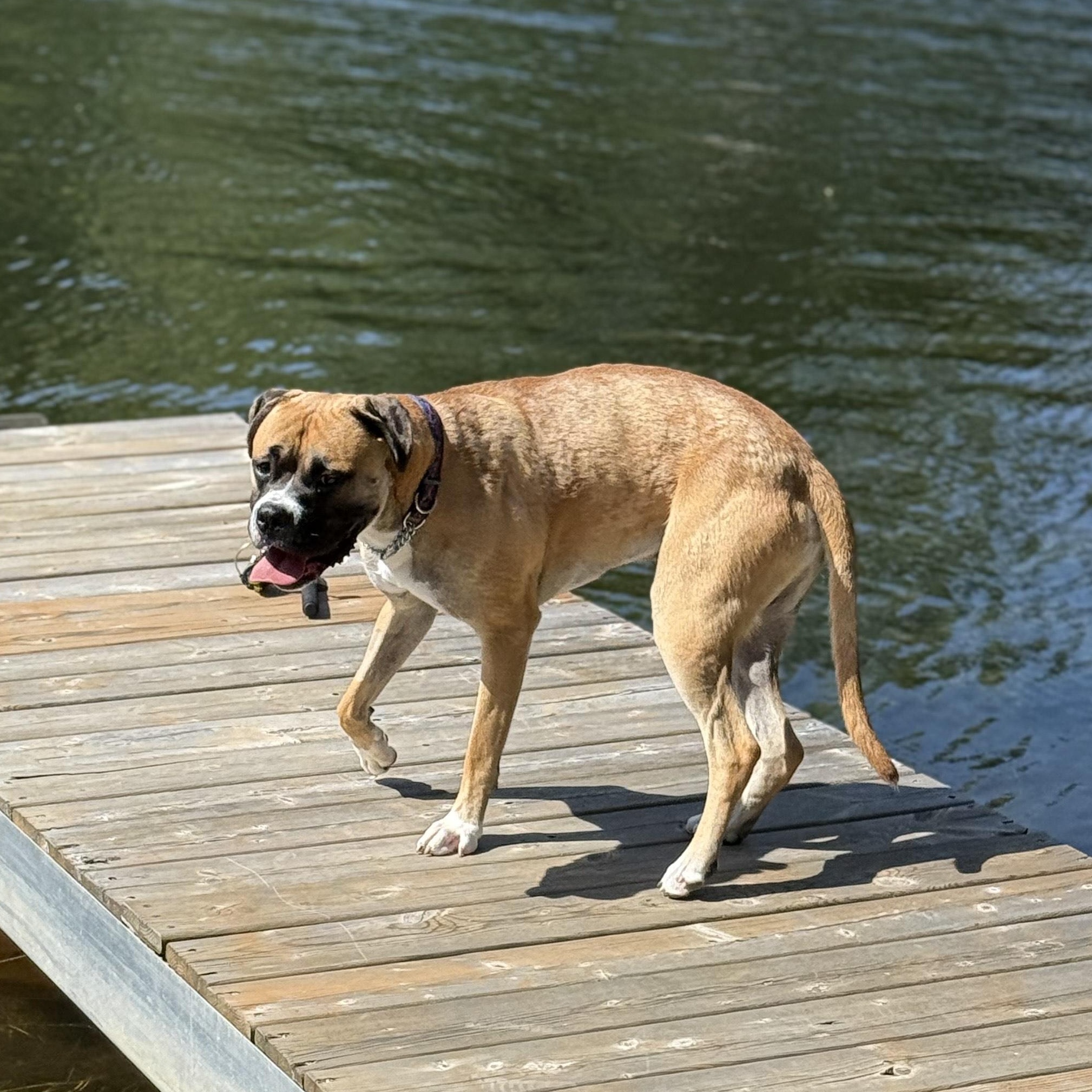 Simba $99 ADOPTION FEE