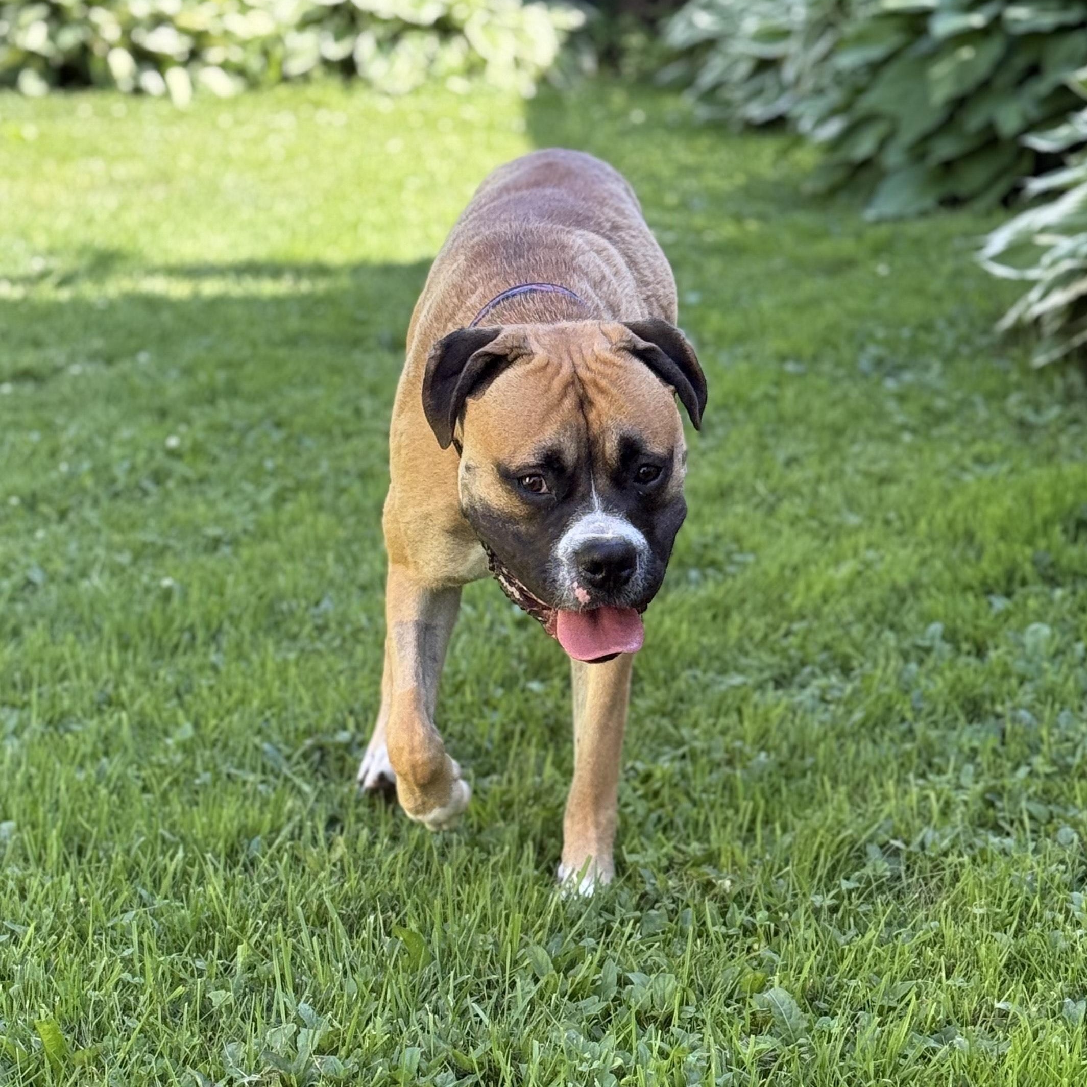 Simba $99 ADOPTION FEE