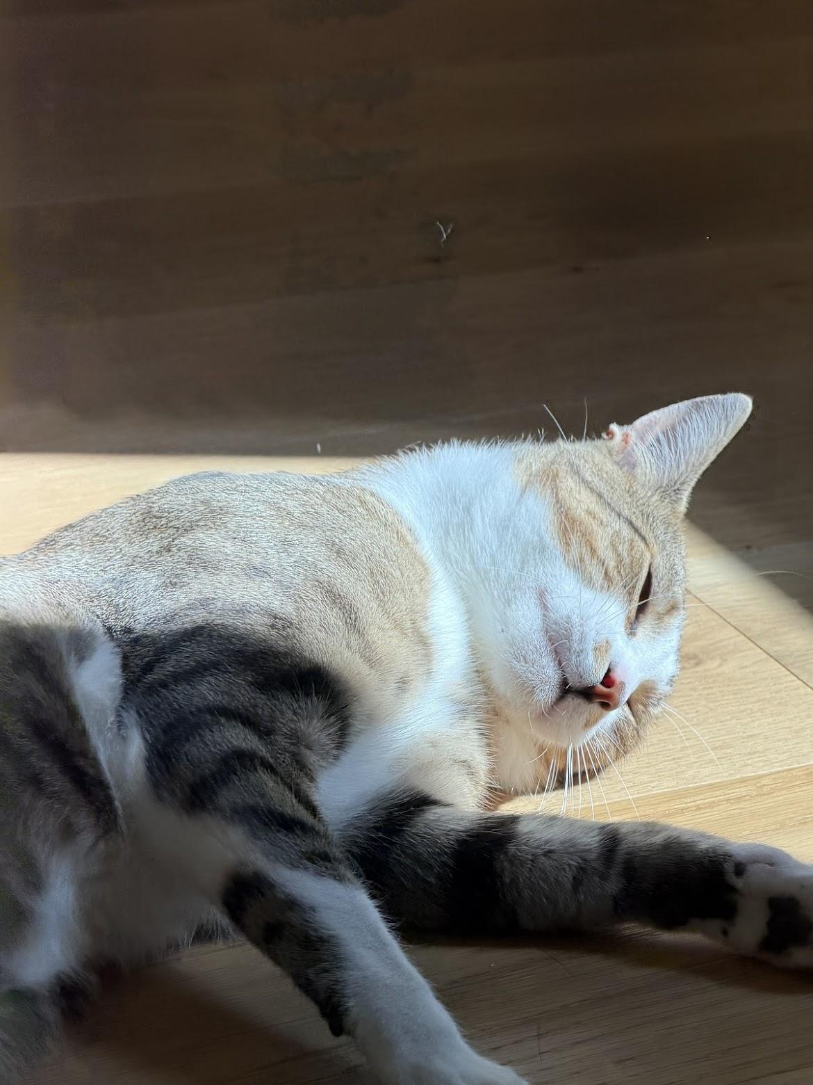 Timothy, a Adoptable mixed breed in Cambridge, ON image 1/6