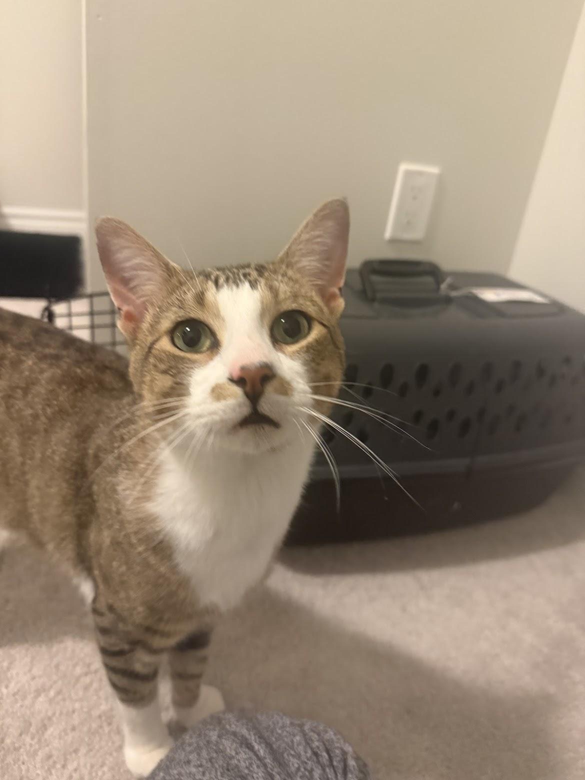 Timothy, a Adoptable mixed breed in Cambridge, ON image 2/6