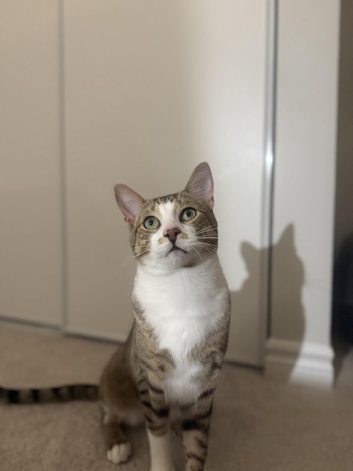 Timothy, a Adoptable mixed breed in Cambridge, ON image 3/6