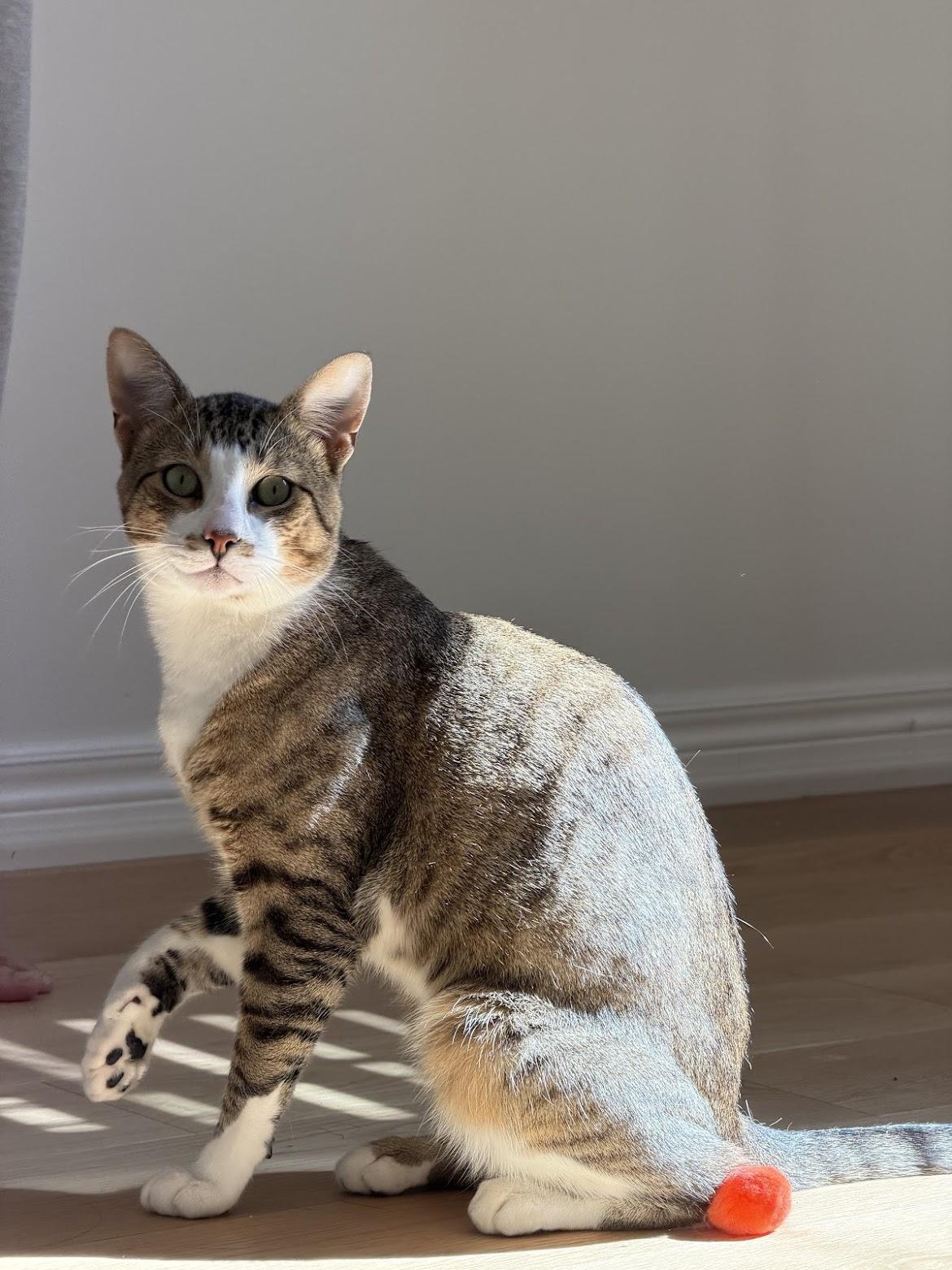 Timothy, a Adoptable mixed breed in Cambridge, ON image 4/6