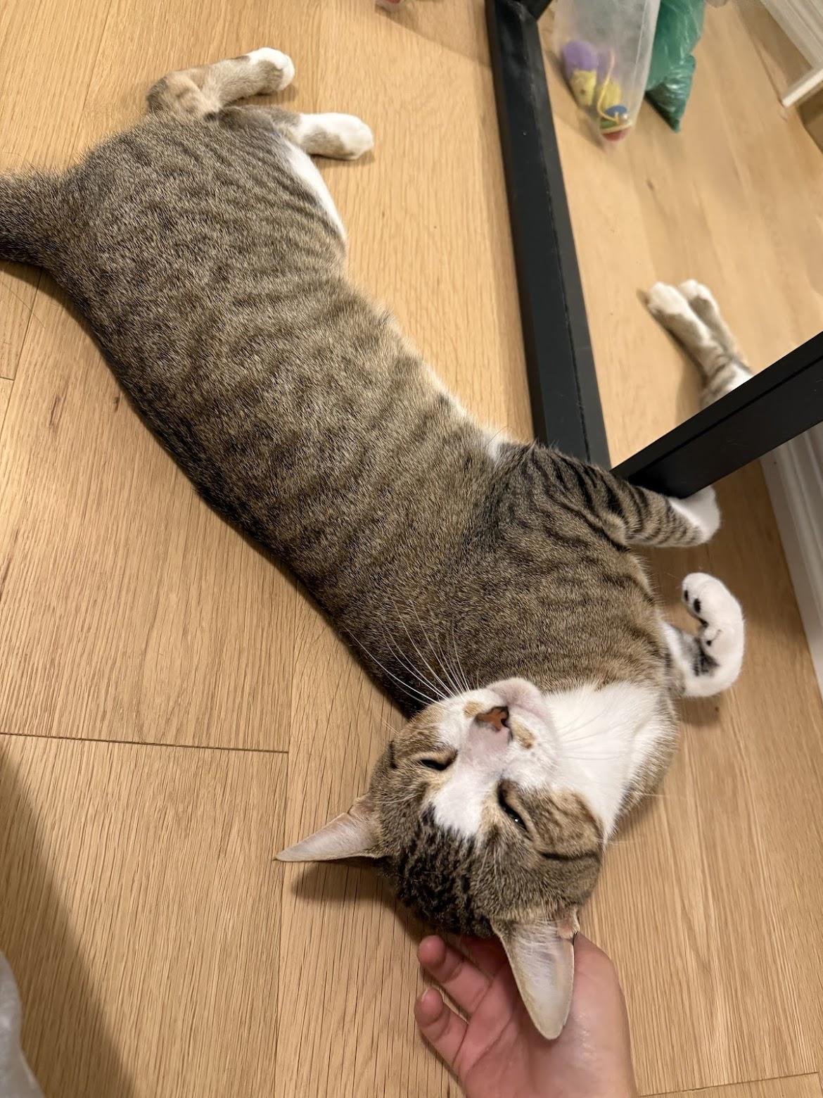 Timothy, a Adoptable mixed breed in Cambridge, ON image 5/6