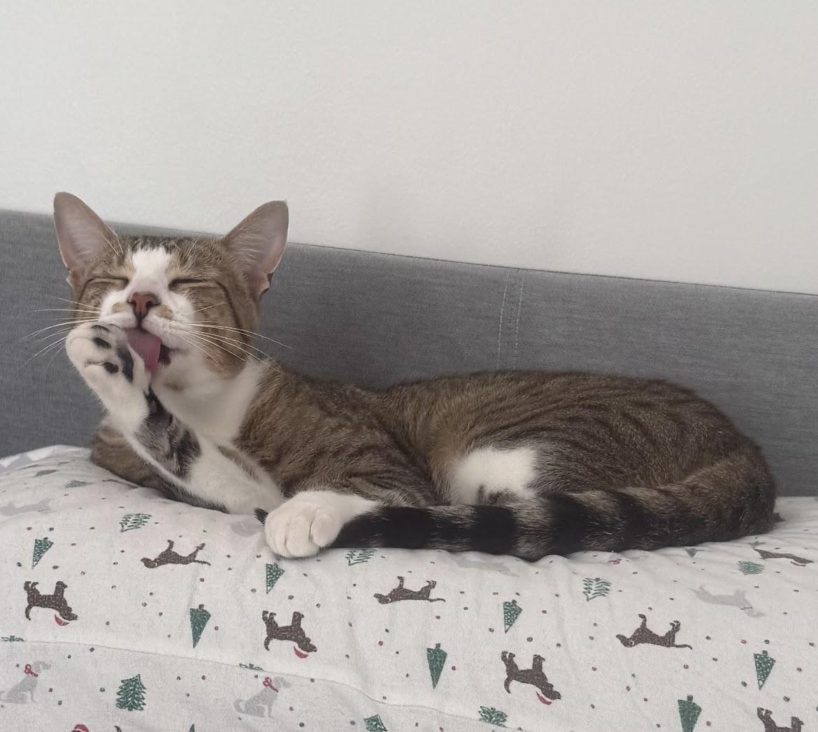 Timothy, a Adoptable mixed breed in Cambridge, ON image 6/6