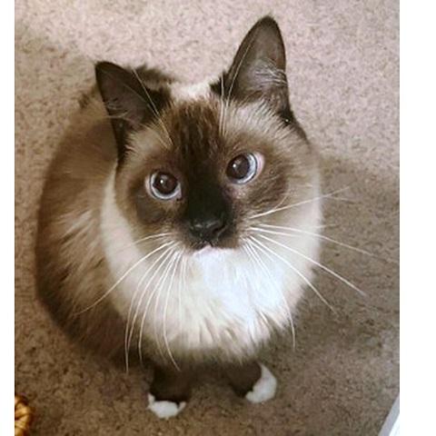 Phoebe, an adoptable Siamese in Salt Lake City, UT, 84109 | Photo Image 1